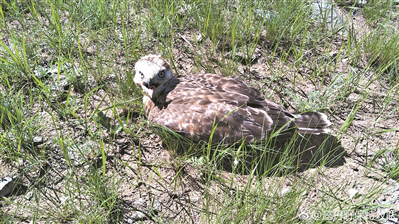 Self-determined Bird-lover Spreads Spirit of Protection Nationwide