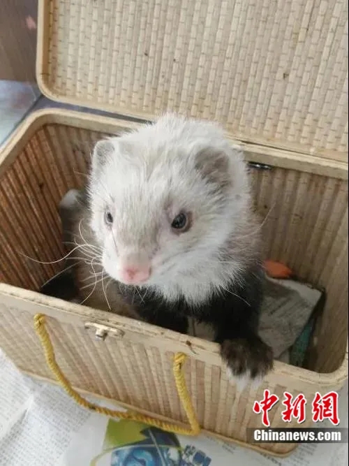 图为救助的石貂。(资料图)