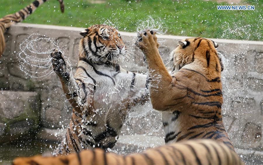 CHINA-HEILONGJIANG-HAILIN-SIBERIAN TIGERS-MIDSUMMER (CN)