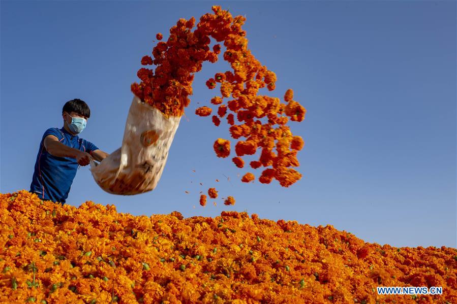 CHINA-XINJIANG-MARIGOLD-HARVEST (CN)