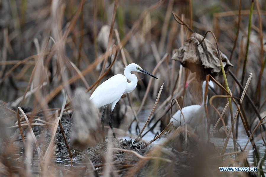 #CHINA-GUANGXI-LIUZHOU-EGRETS (CN)