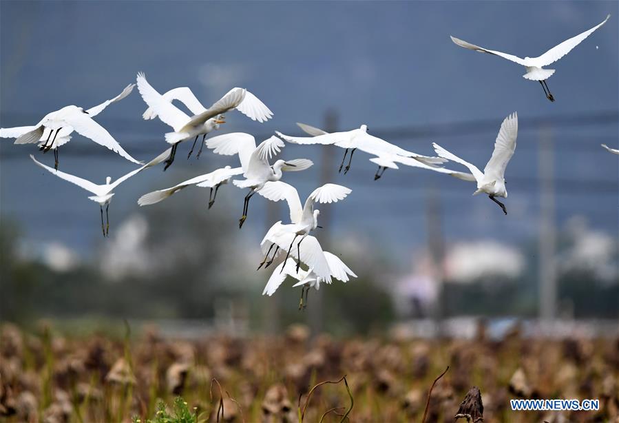 #CHINA-GUANGXI-LIUZHOU-EGRETS (CN)