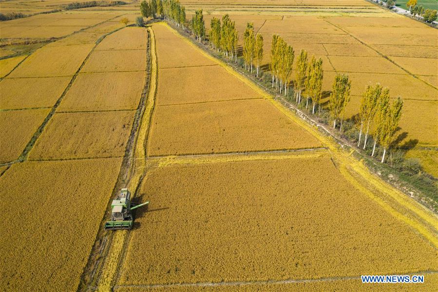 CHINA-XINJIANG-TIANSHAN MOUNTAINS-HARVEST (CN)
