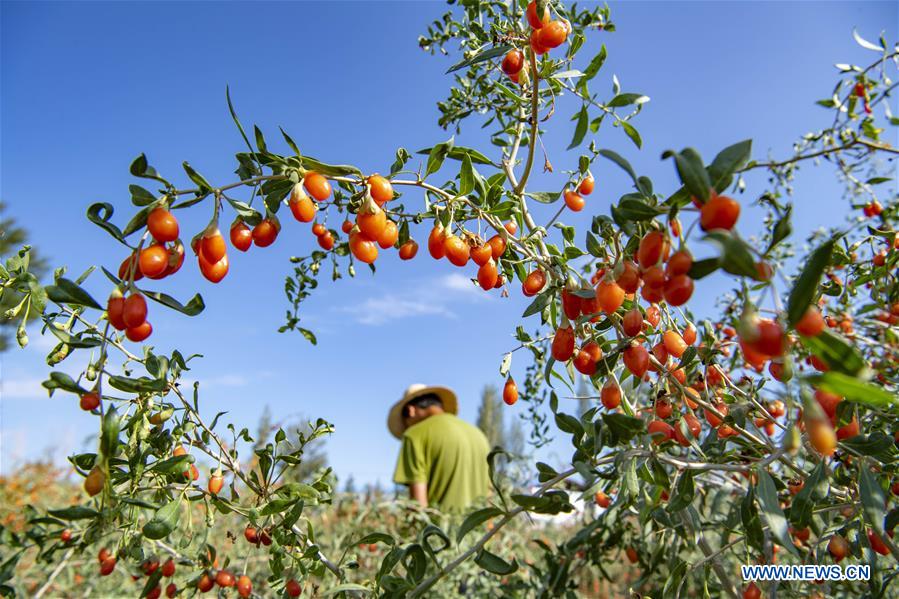 CHINA-XINJIANG-TIANSHAN MOUNTAINS-HARVEST (CN)