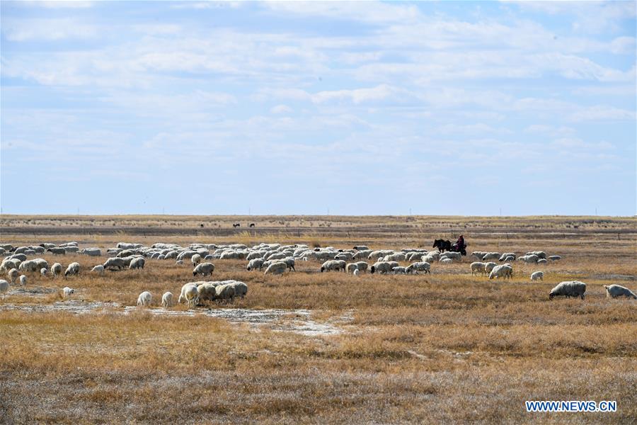 Daily life of herdswoman in China's Inner Mongolia
