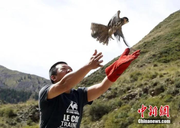 图为放飞通过救治痊愈的游隼。(资料图)