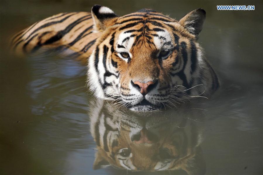 CHINA-HEILONGJIANG-HAILIN-SIBERIAN TIGERS-MIDSUMMER (CN)