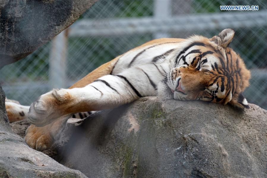 CHINA-HEILONGJIANG-HAILIN-SIBERIAN TIGERS-MIDSUMMER (CN)