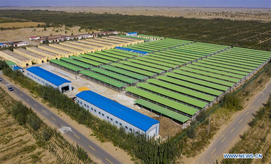 CHINA-XINJIANG-HOTAN-ANIMAL HUSBANDRY (CN)