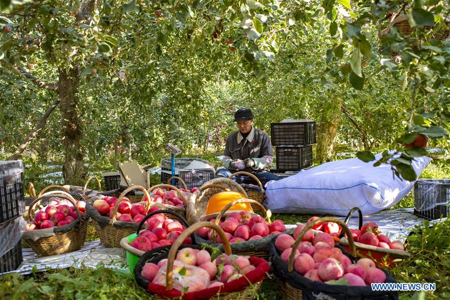 CHINA-XINJIANG-TIANSHAN MOUNTAINS-HARVEST (CN)