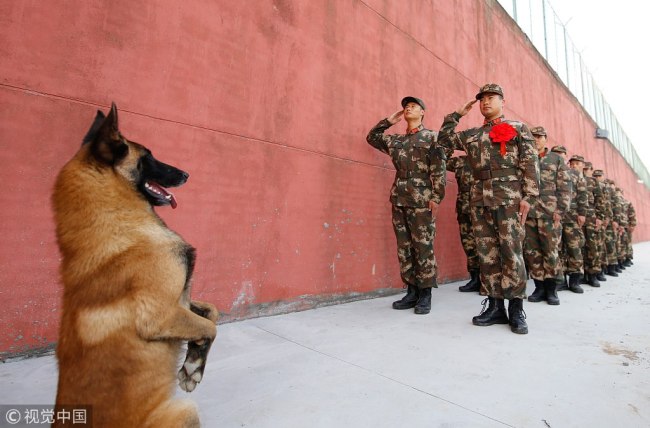 警犬“敬礼”送别老兵 Goodbye my dear friend!
